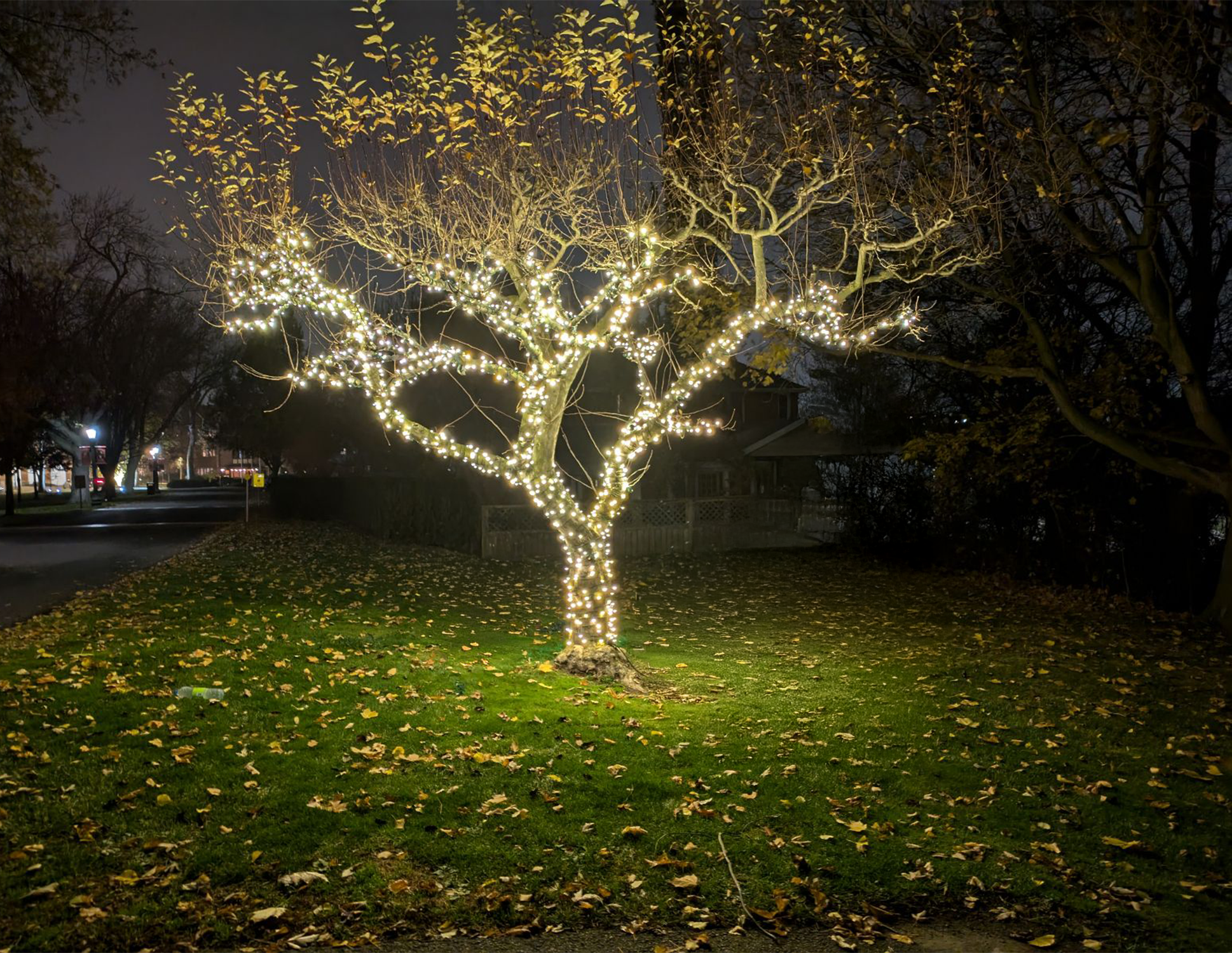 Tree Wrapped with Professional Lighting